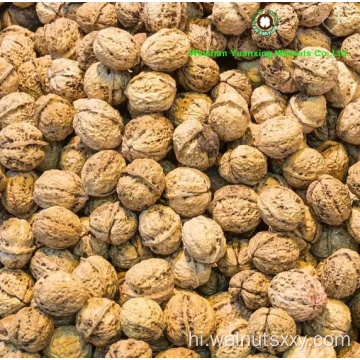 कार्बनिक लगाए गए अखरोट को हल्के रंग के साथ गोलाबारी करते हैं